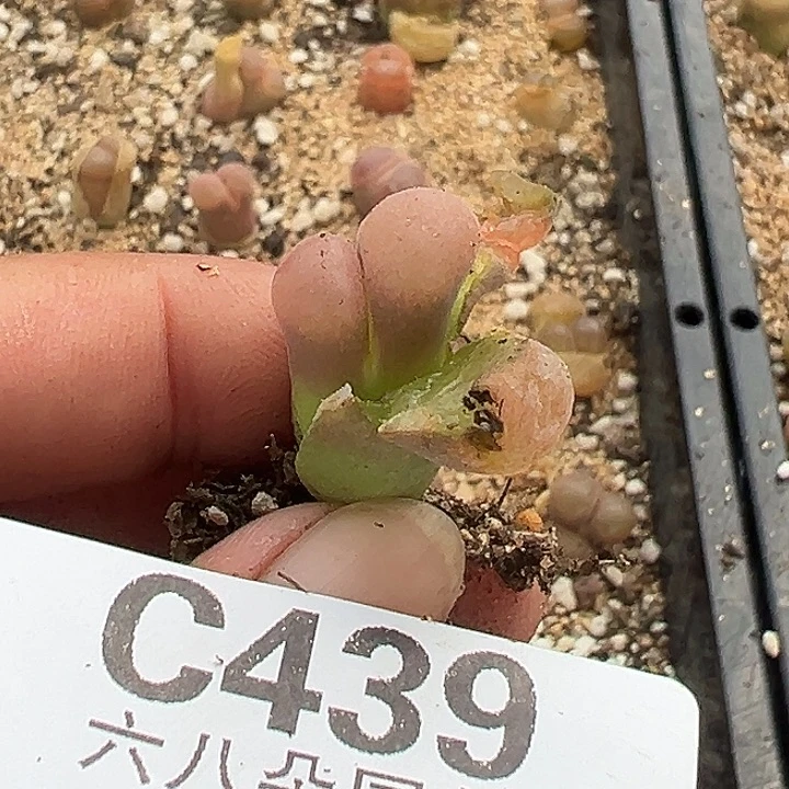****莉439号风铃多肉植物