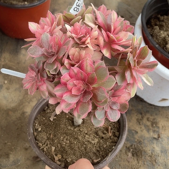 538嫁接黑膜锦朵朵缀砍过多肉植物福利