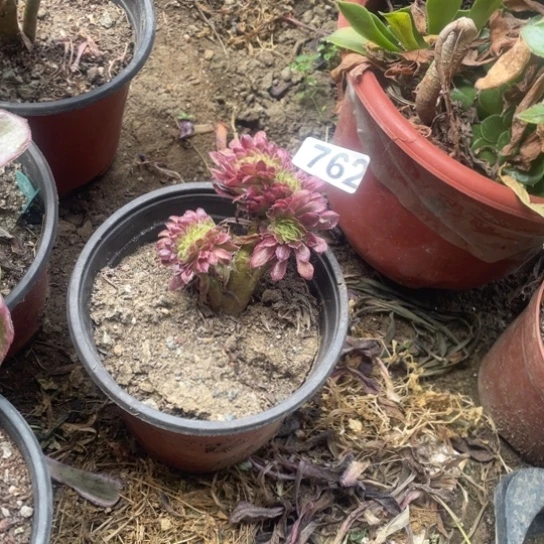 762迷你法师锦缀