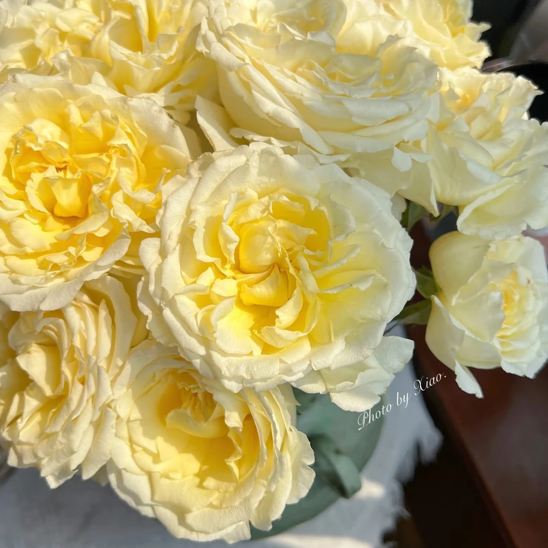 「嘤嘤怪鲜花」流星酥玫瑰云南直发顺丰包邮