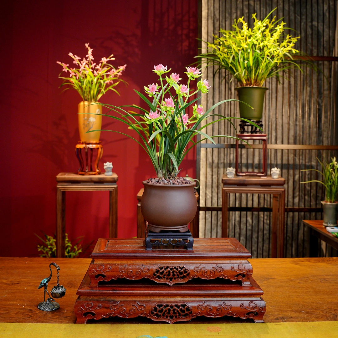 建兰八大奇花【天山牡丹】浓香型兰花 宜兴紫砂盆