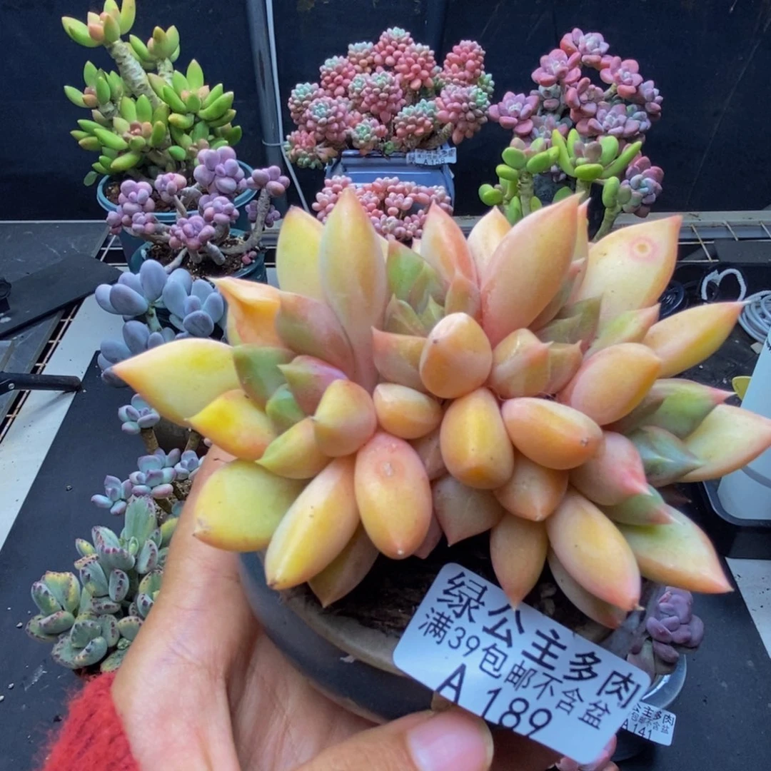 189象牙奶朵朵缀多肉8c m