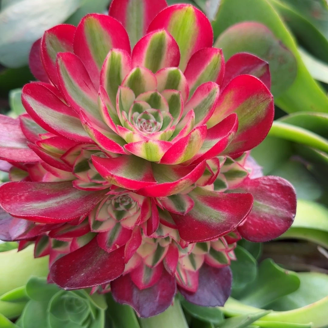 ～**～倾城变异秋天发货