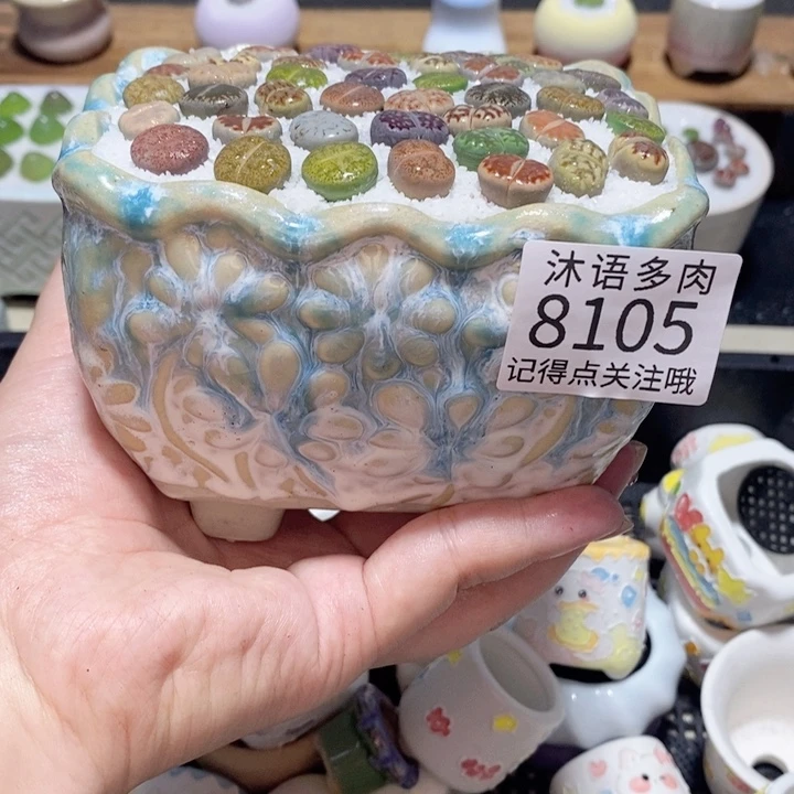 带盆盆土植物 精美盆栽8105