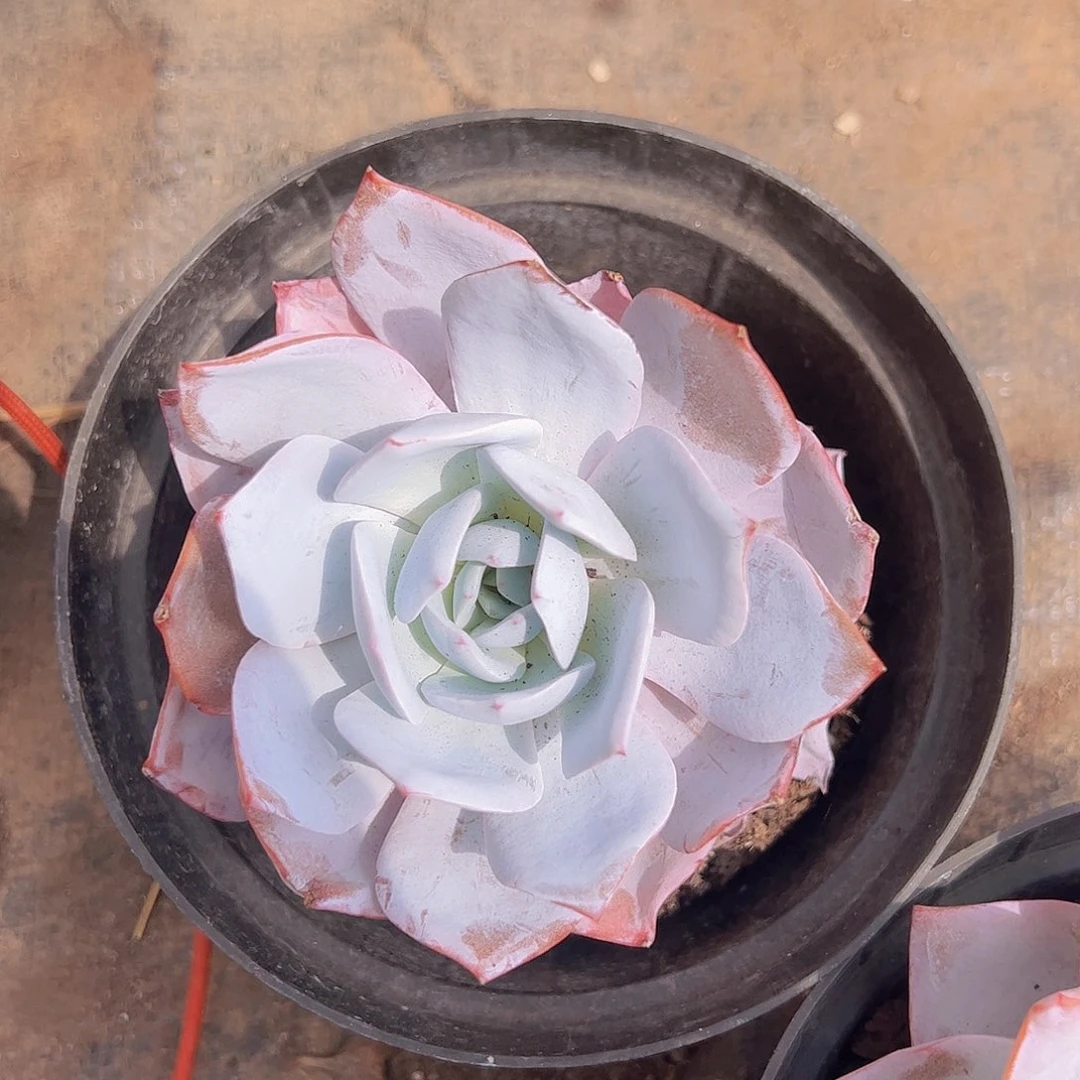 2盆白莲大单头 多肉植物