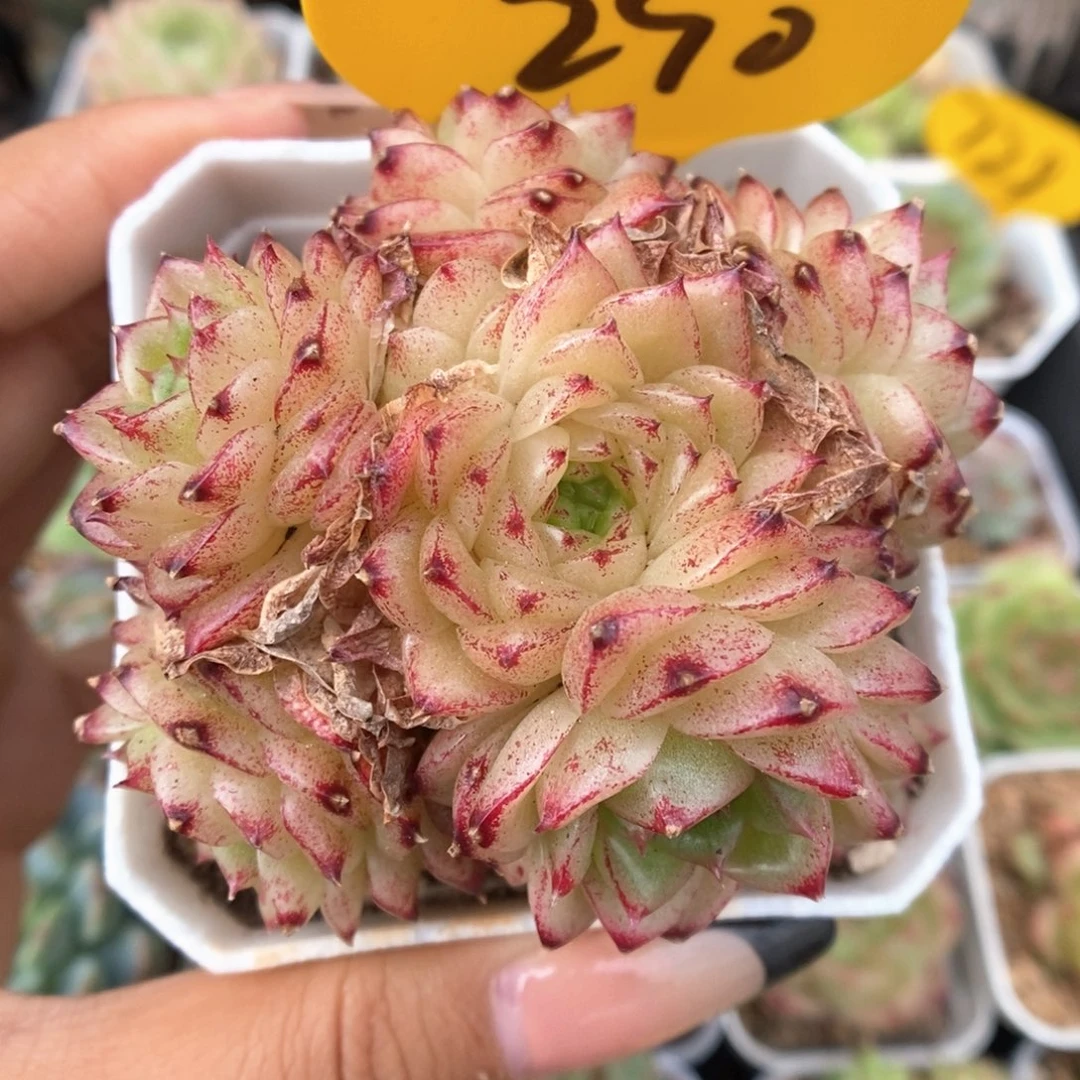 血斑麦秆群生290号。