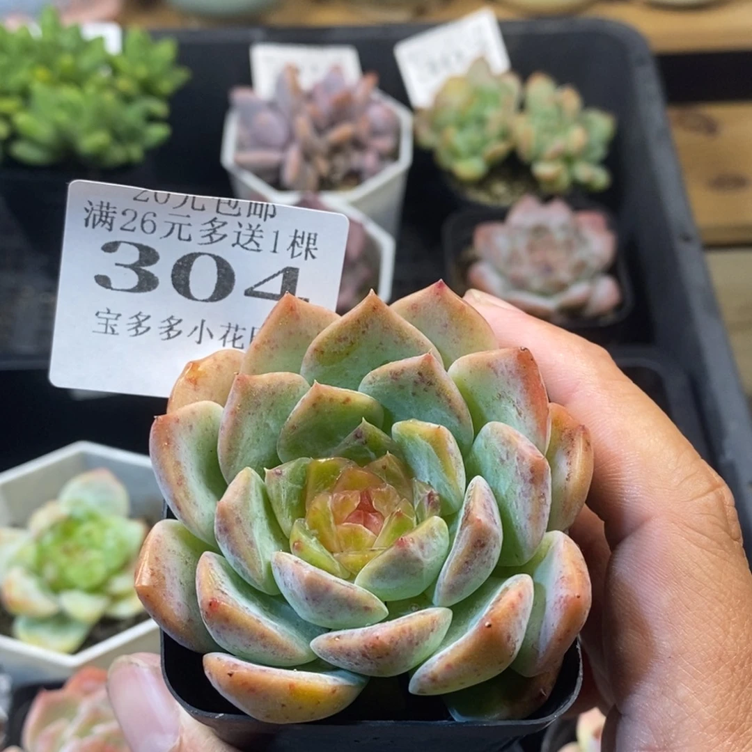 糖心一物一拍满20元包邮满26送一颗