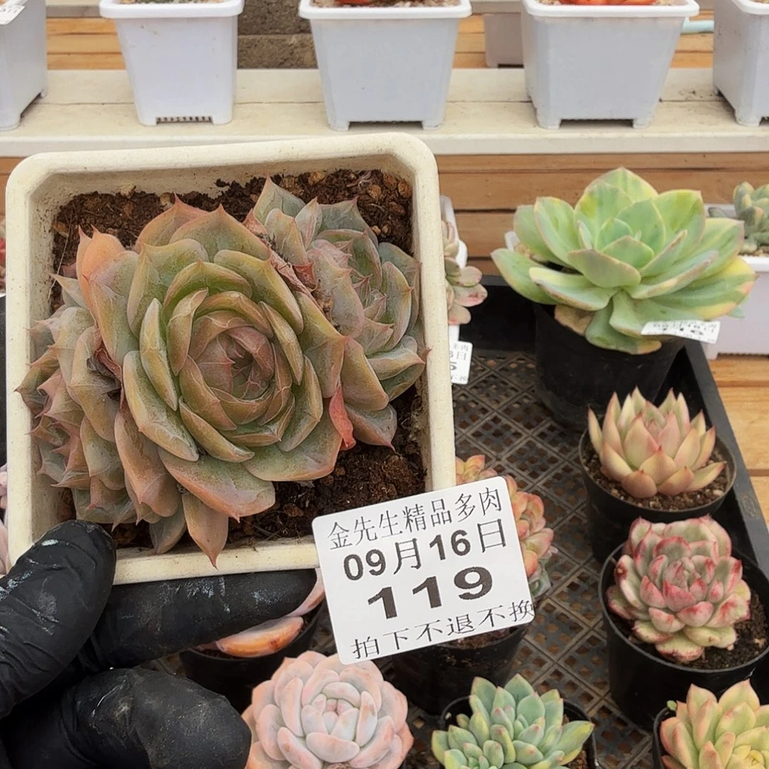 0916-119琉璃盏群