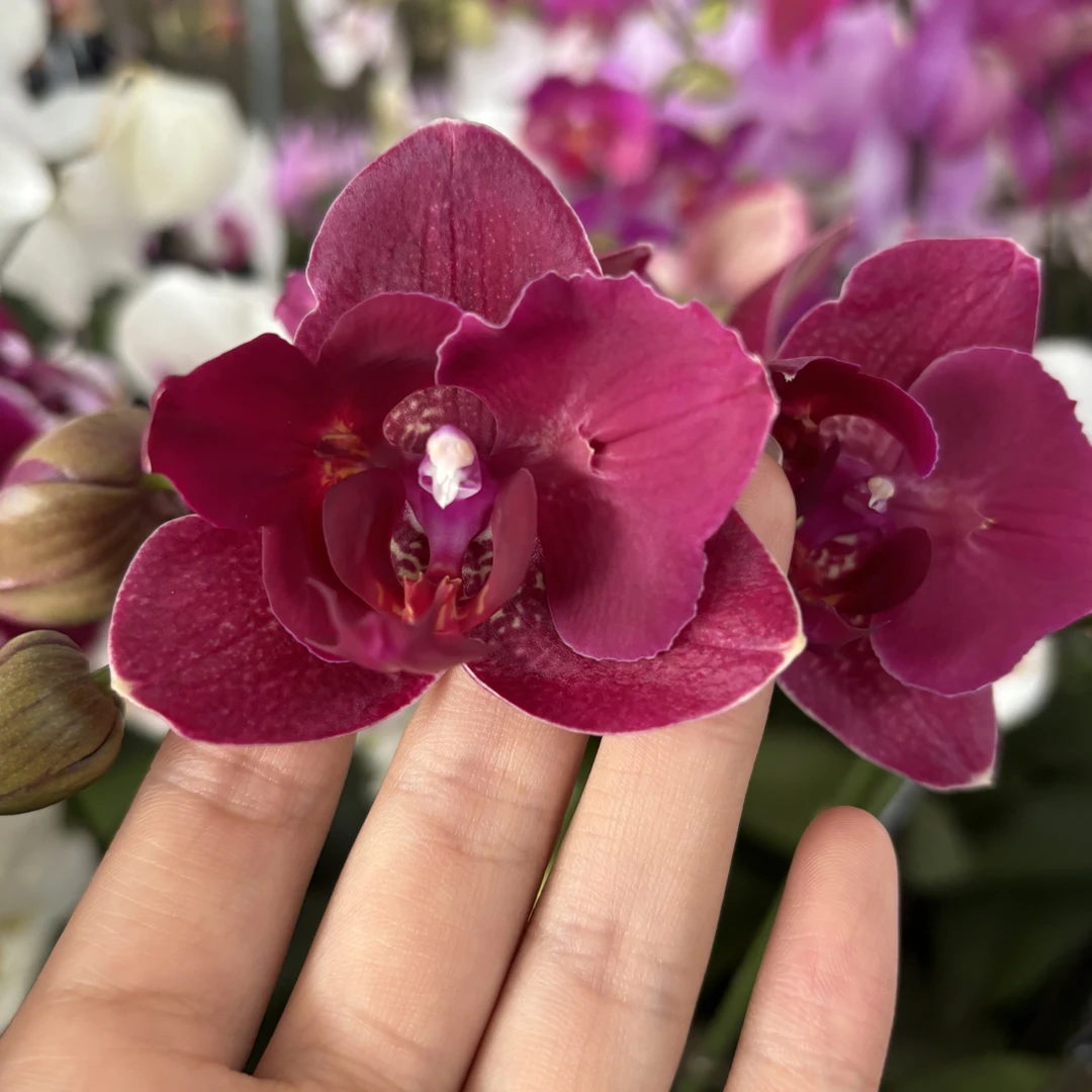 蝴蝶兰——变异拉菲(任意两颗包邮只拍一颗发苗)