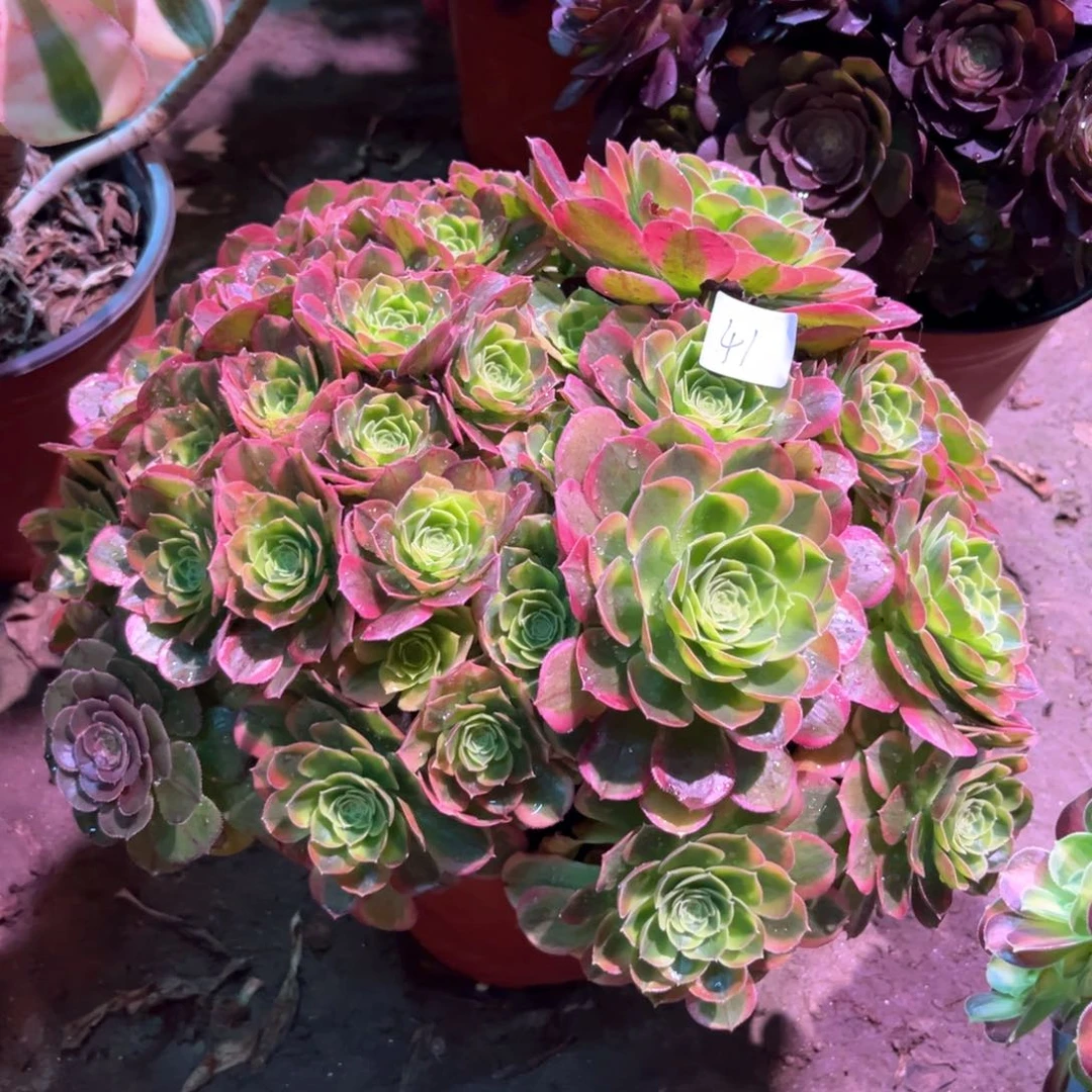 多肉植物奶白041