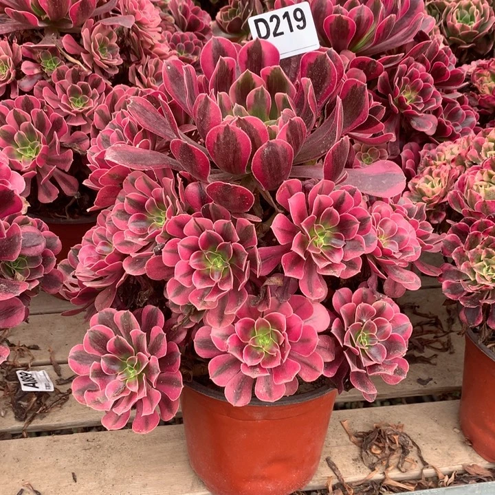 219美杜莎多肉法师