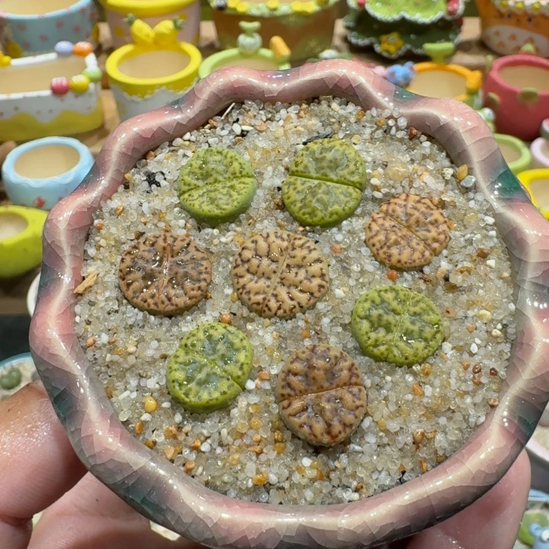 蘑菇1006黄鸣玄彩拼多肉植物