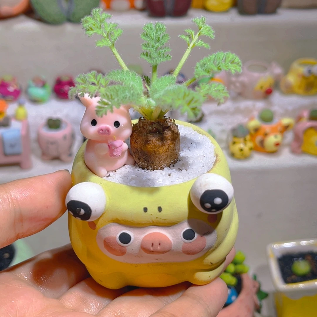 101羽叶洋葵带盆带土手工盆