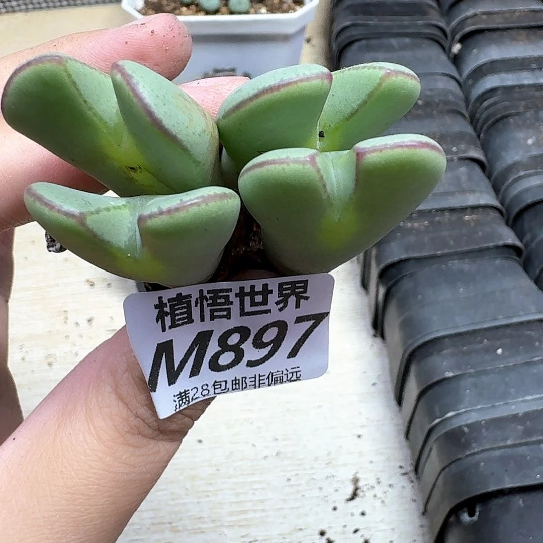 多肉植物的润泽地法