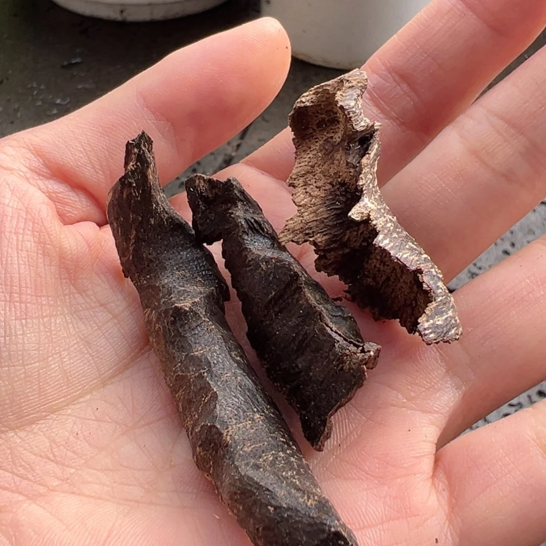 【闪购商品】香榧木海南木料尖峰岭鸡母虫漏5克