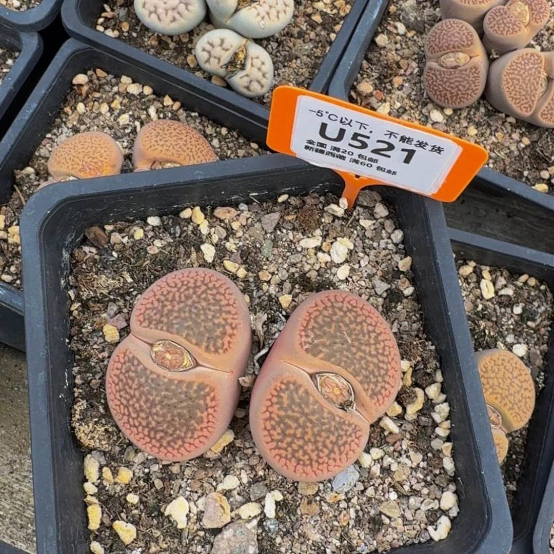 521 生石花大群生一物一拍