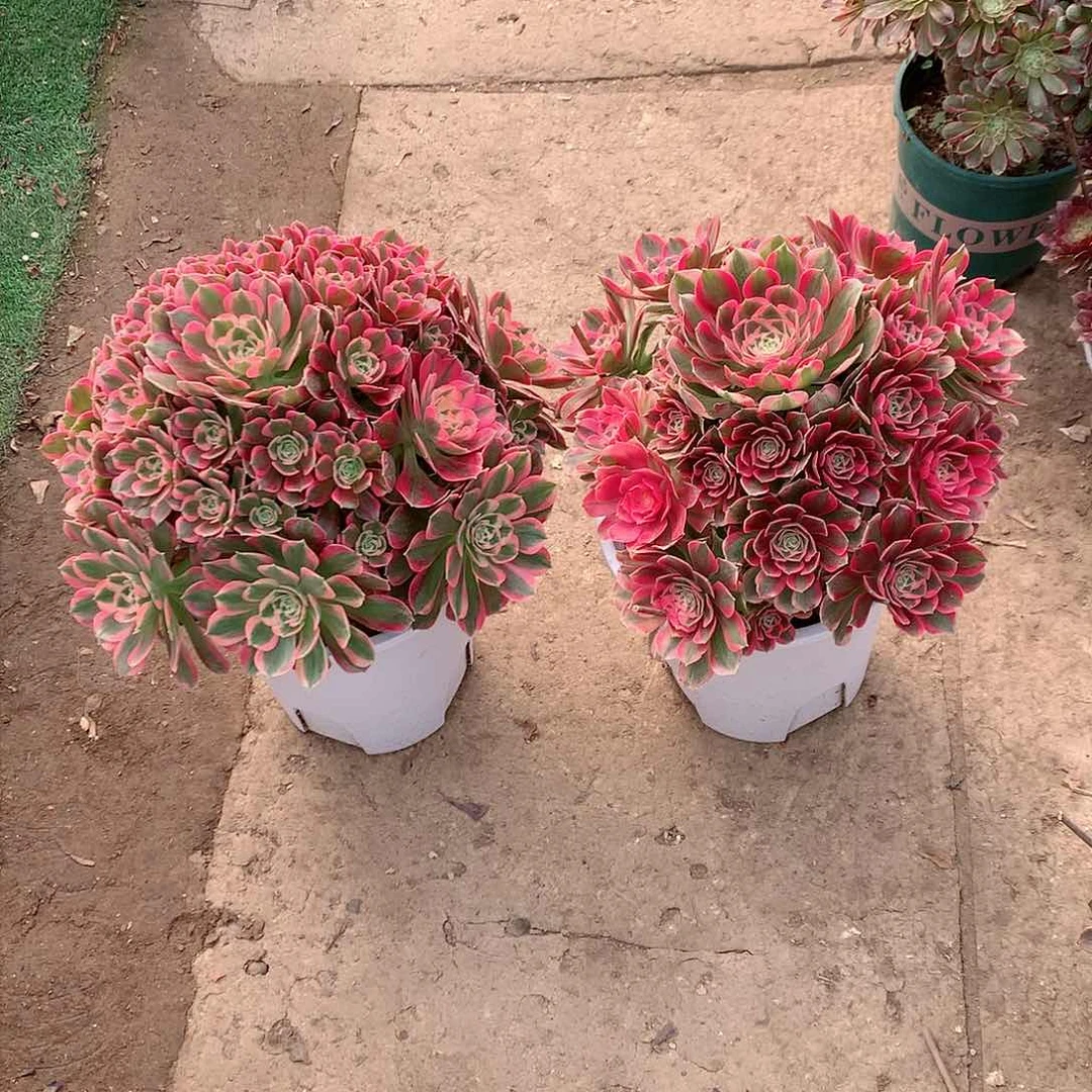 【闪购商品】石*娃粉女郎，多肉