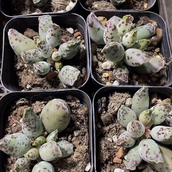 海豹3.8带盆土发