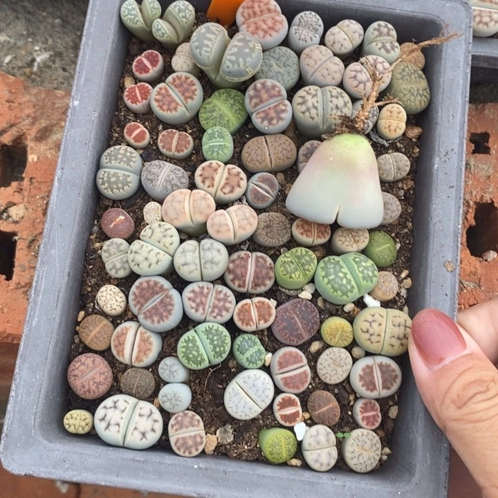 ****生石花的季节是春天909