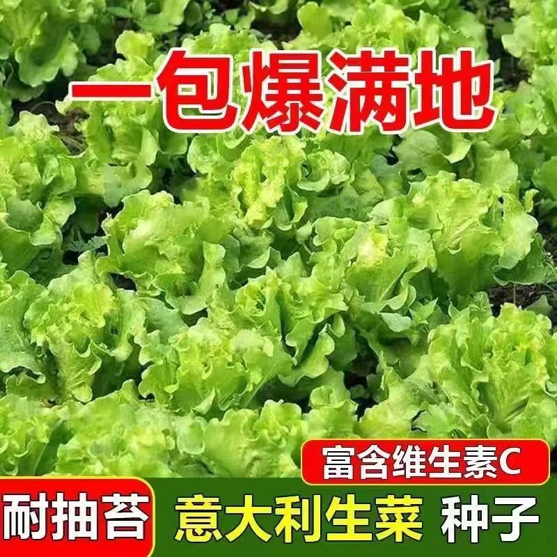 意大利生菜奶油玻璃生菜种子生吃耐寒耐热种子阳台庭院可播种四季
