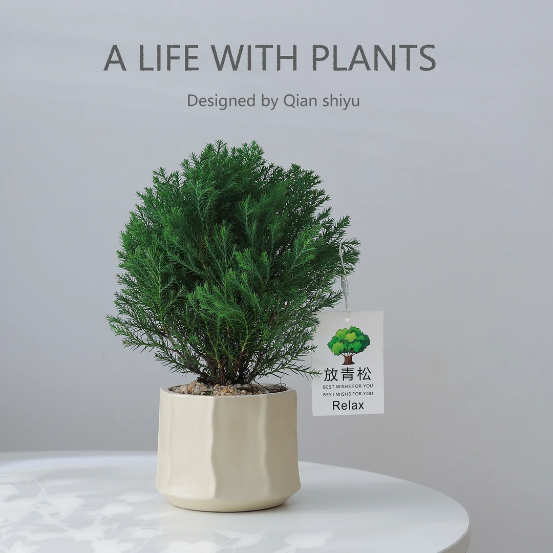 放青松盆栽雾松盆景办公室内桌面绿植净化空气四季常青好养植物