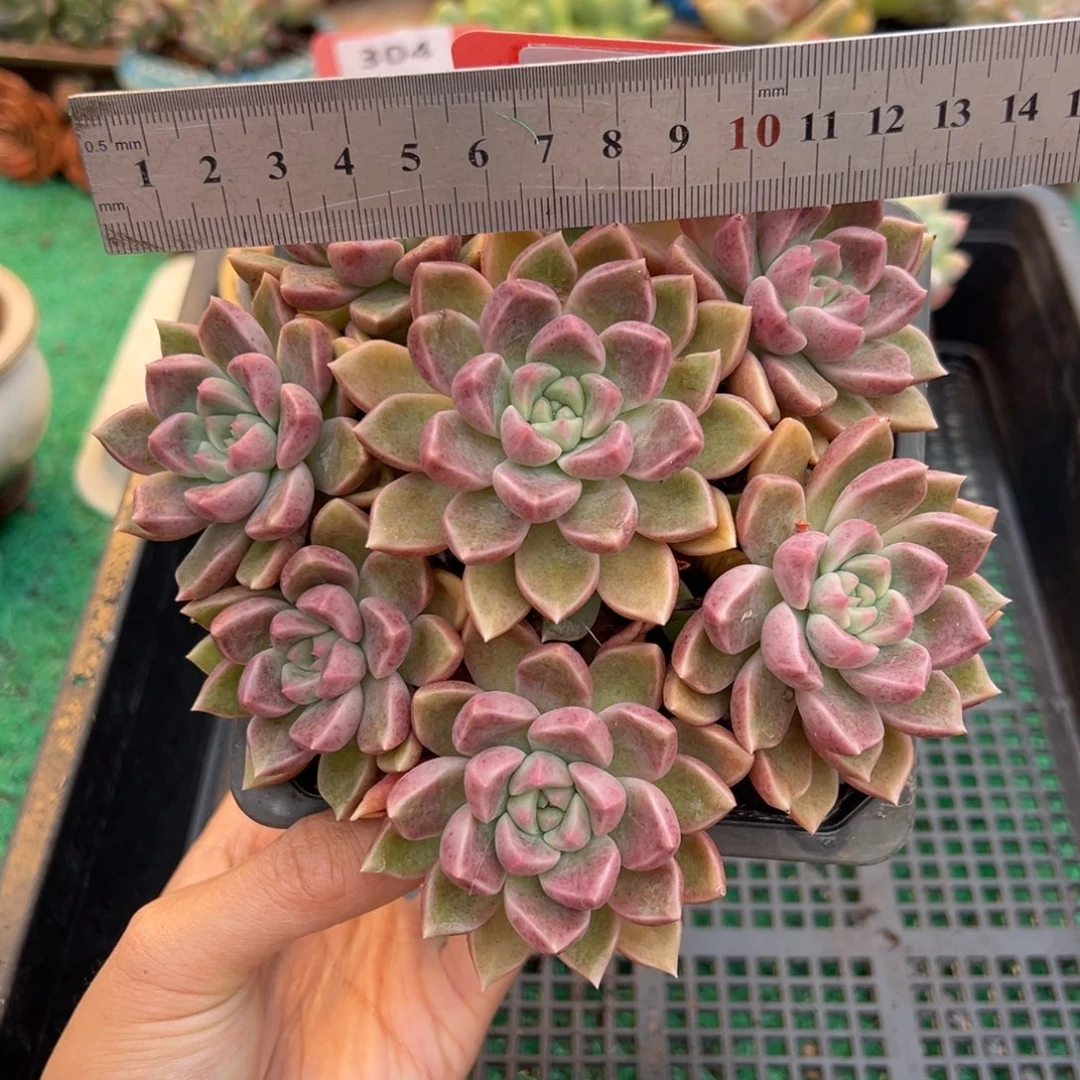 表妹精品多肉植物686.