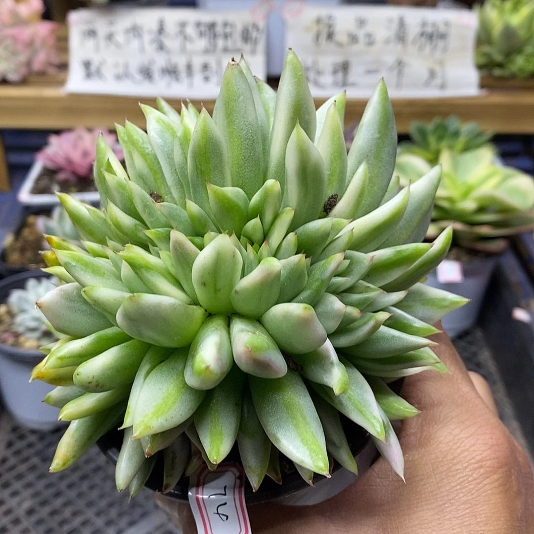 2674 艾克魂锦缀化