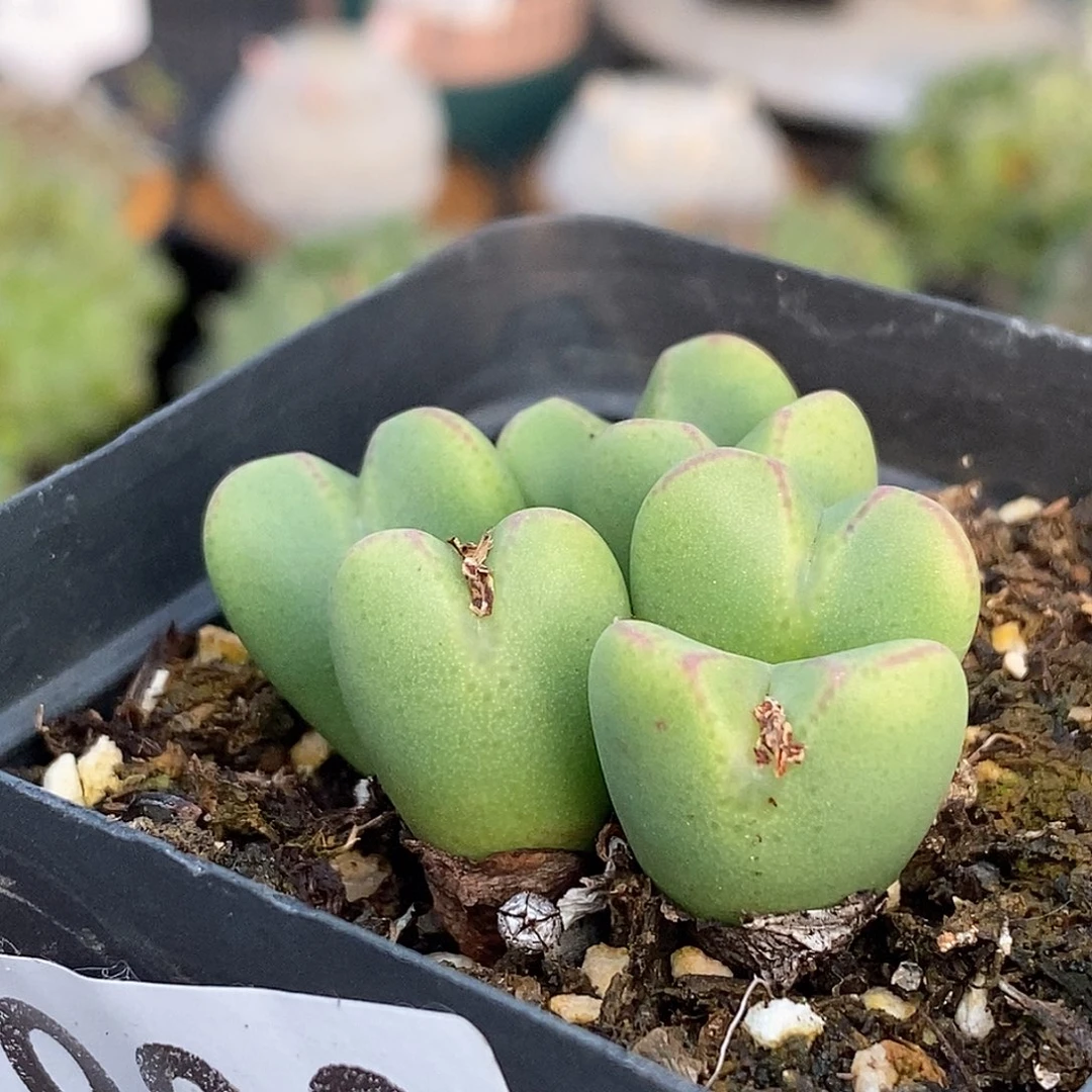 903 少将带盆土 有疤 9.9包邮