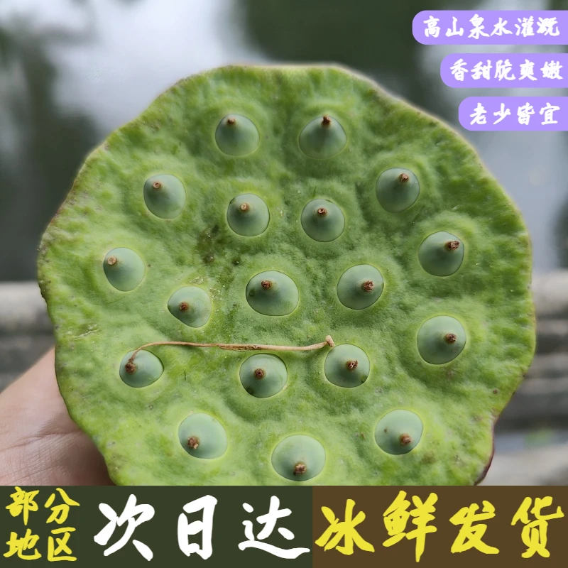 高山莲蓬新鲜莲子现摘生吃嫩莲蓬子米特产孕妇水果嫩莲蓬子嫩莲子