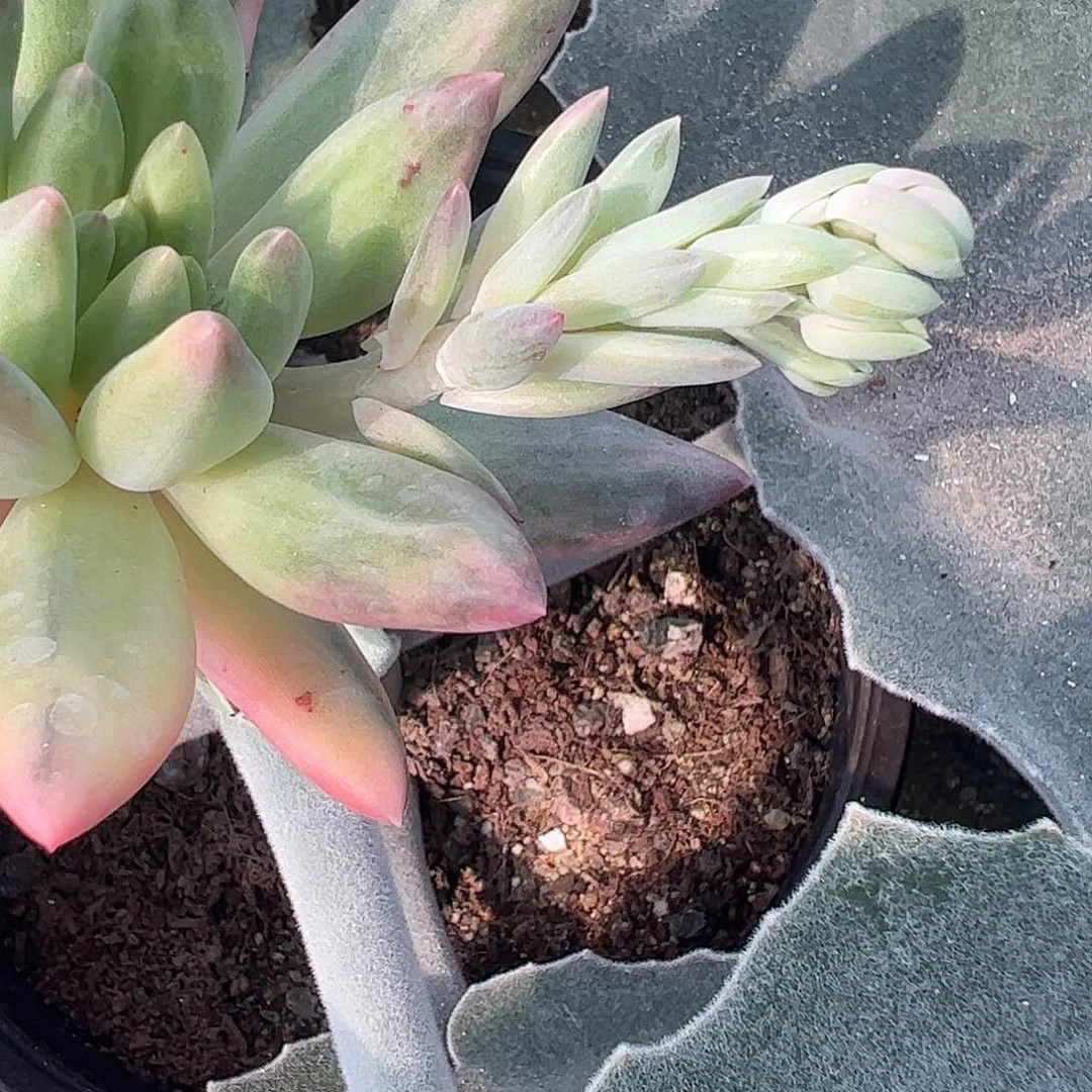 随***起多肉植物多肉植物