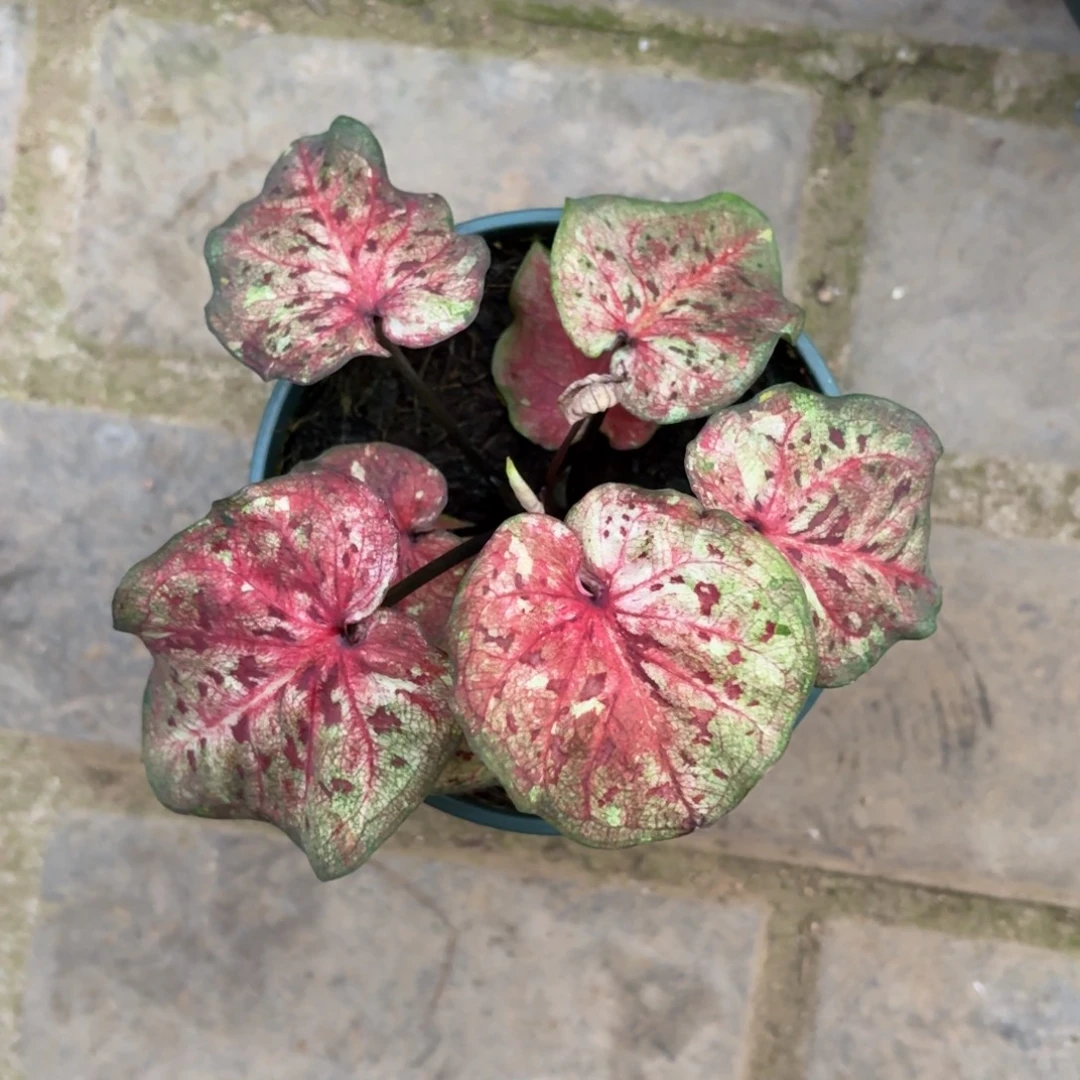 泰国彩叶芋78-1205