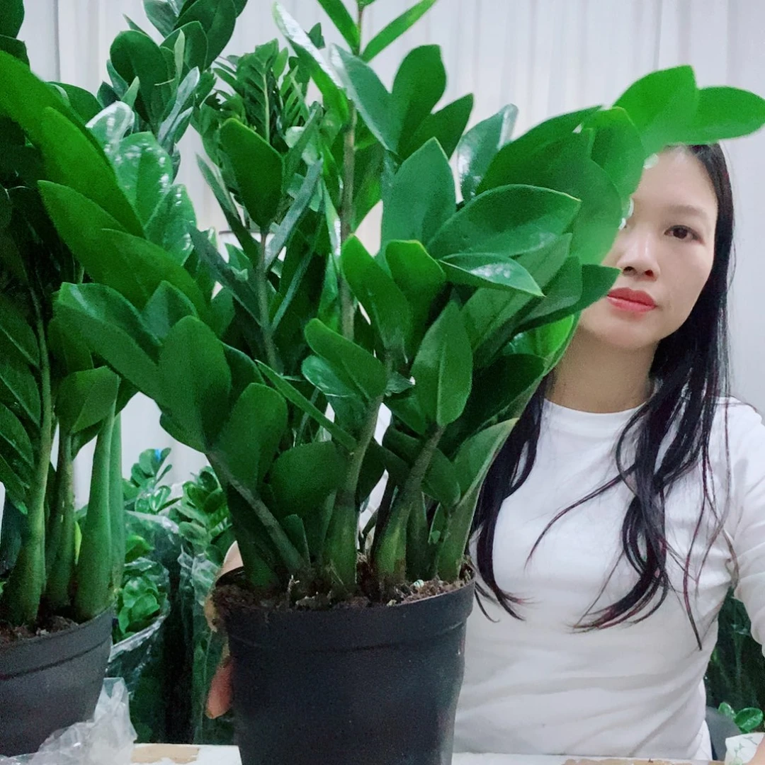 小***g不开花植物15规格含盆45高