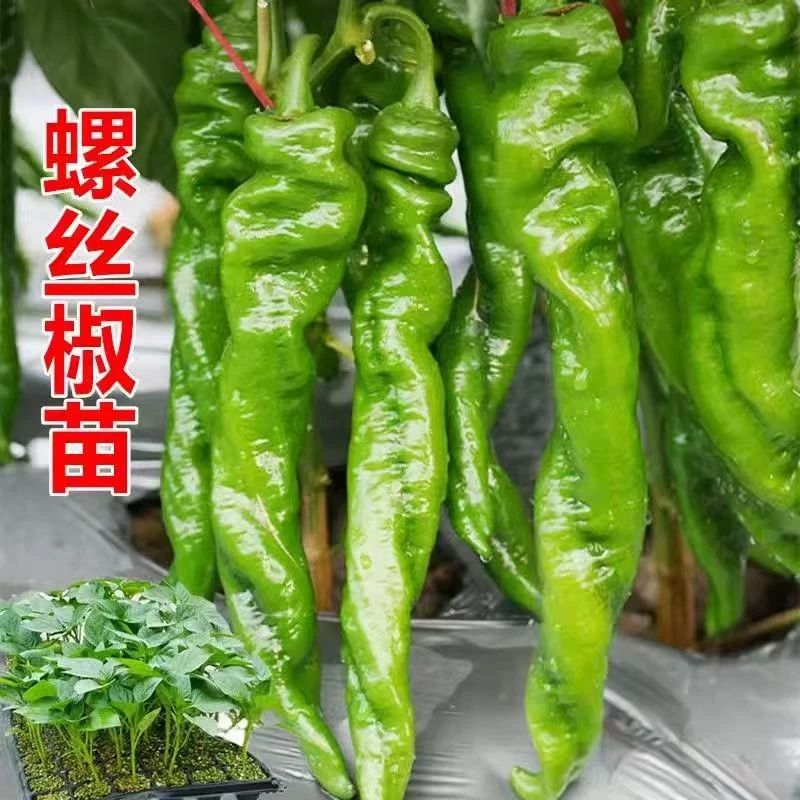 大果螺丝椒种苗四季盆栽地栽辣椒苗螺丝辣螺丝椒