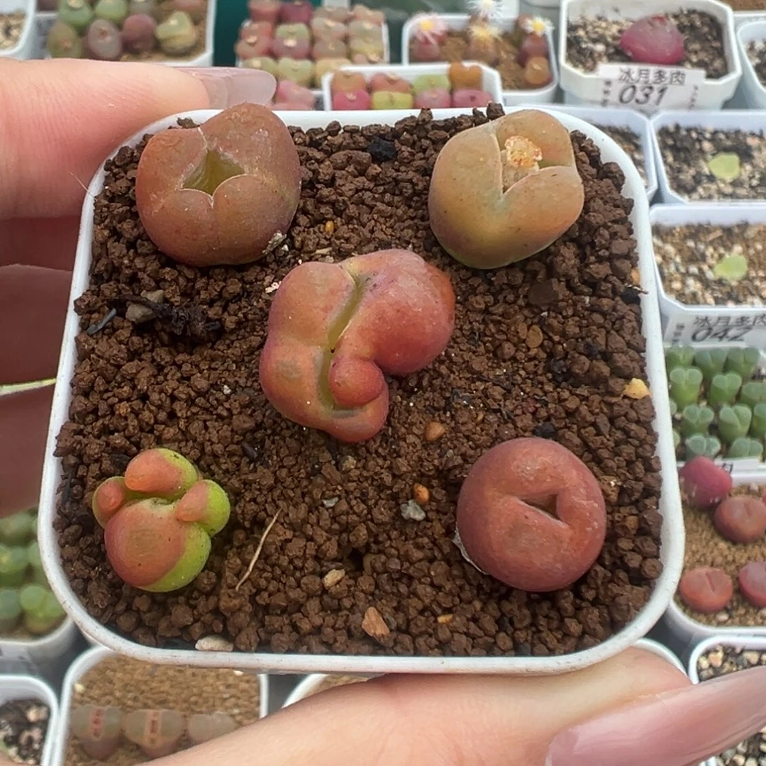 105水蜜桃缀化裸根发货