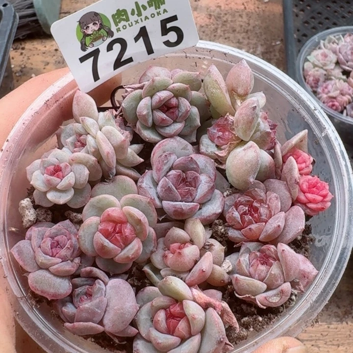 多肉植物多肉植物