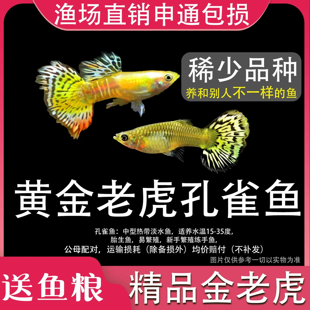 黄金老虎精品孔雀鱼对可繁殖胎生鱼神仙鱼观赏鱼小型热带鱼观赏鱼