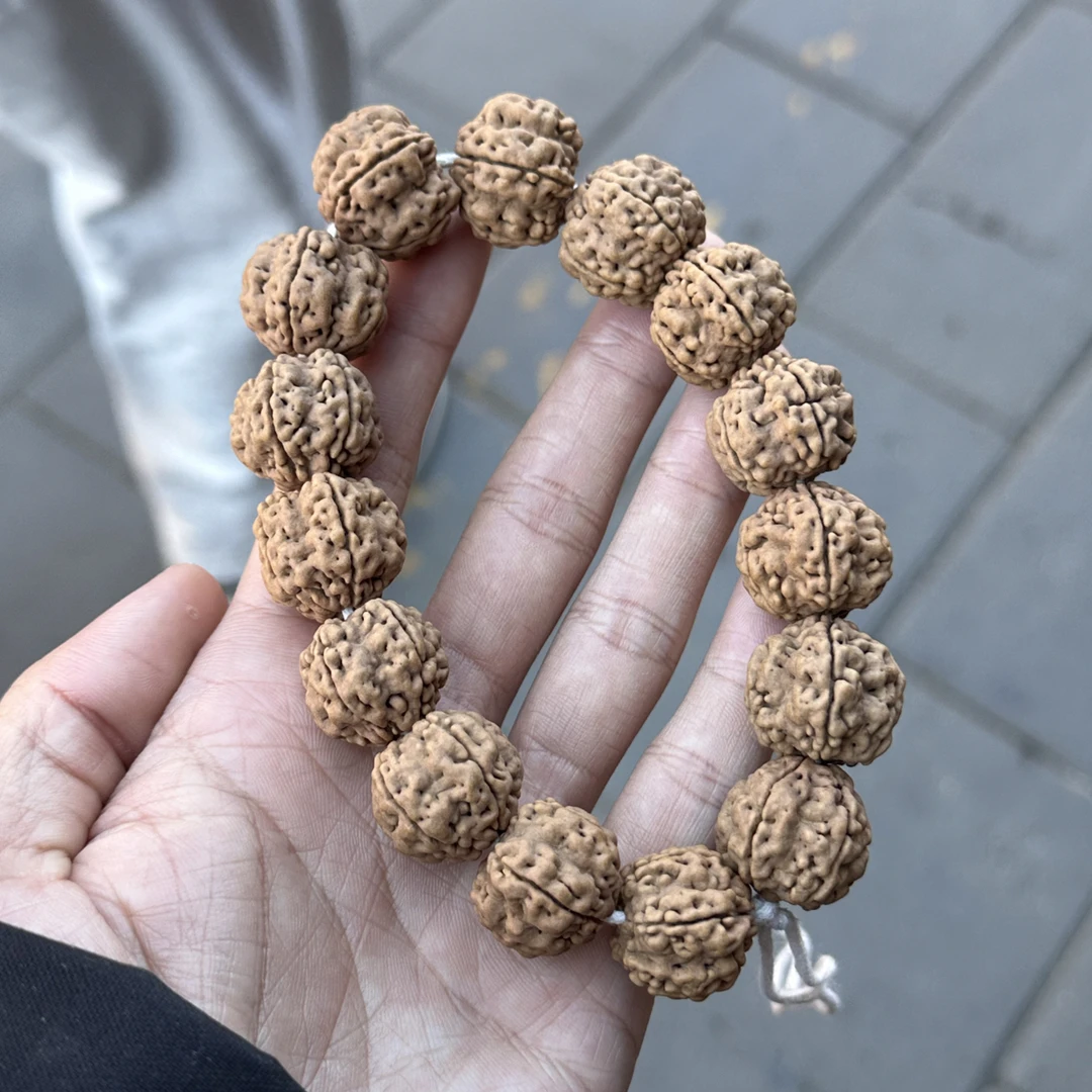 p121 原生态帝王花金刚 尺寸20以上