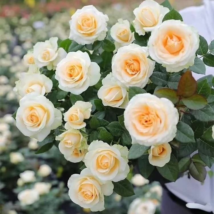 蜜桃雪山月季花苗特大花玫瑰花苗盆栽四季开花果汁阳台庭院花苗
