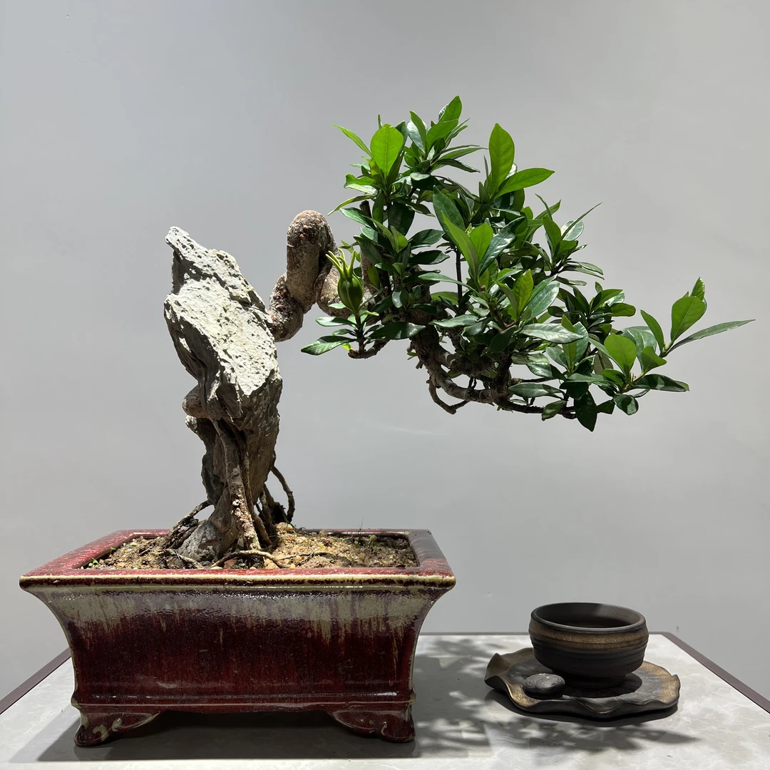 一寸法师栀子花 - 附石老根盘怪桩精品盆景