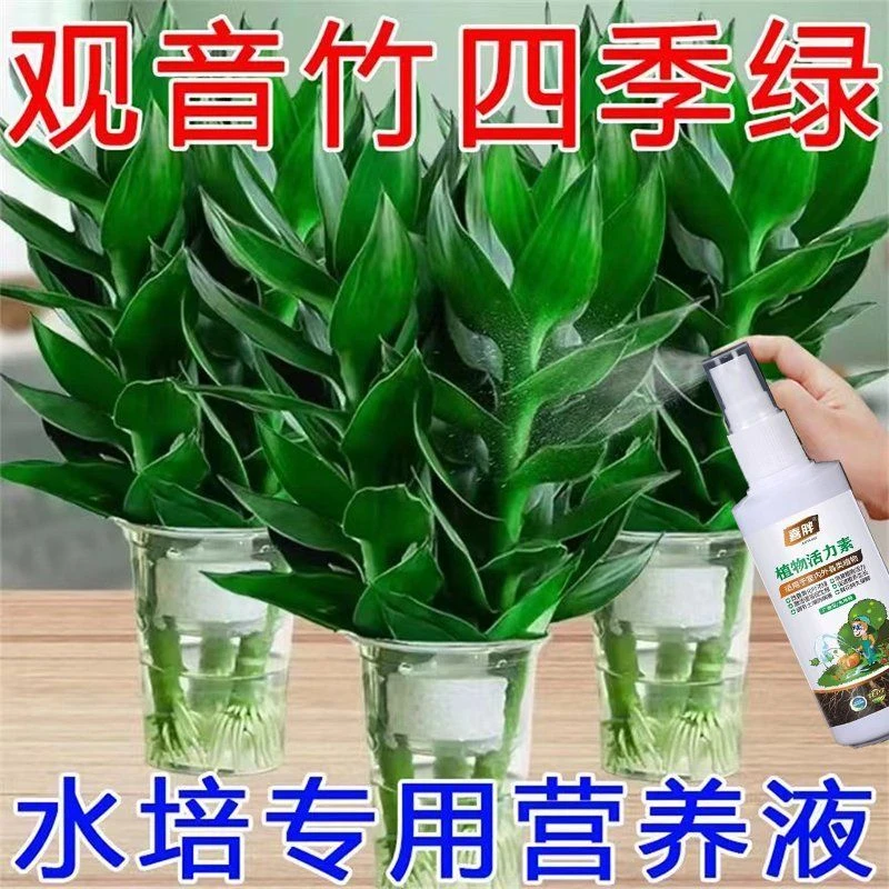 【一喷猛长】观音竹水培营养液一喷绿预防黄叶生根水养通用