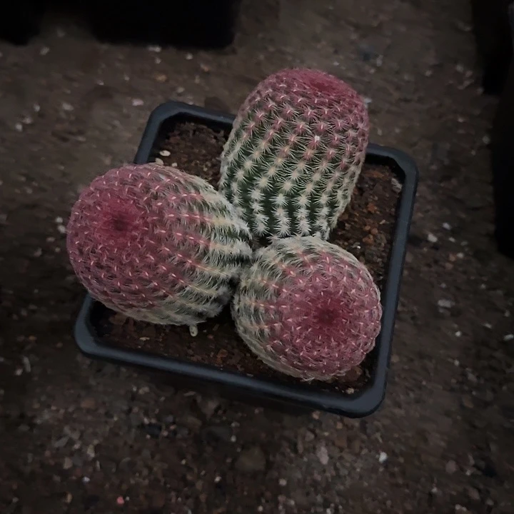 如**水红太阳群111111111