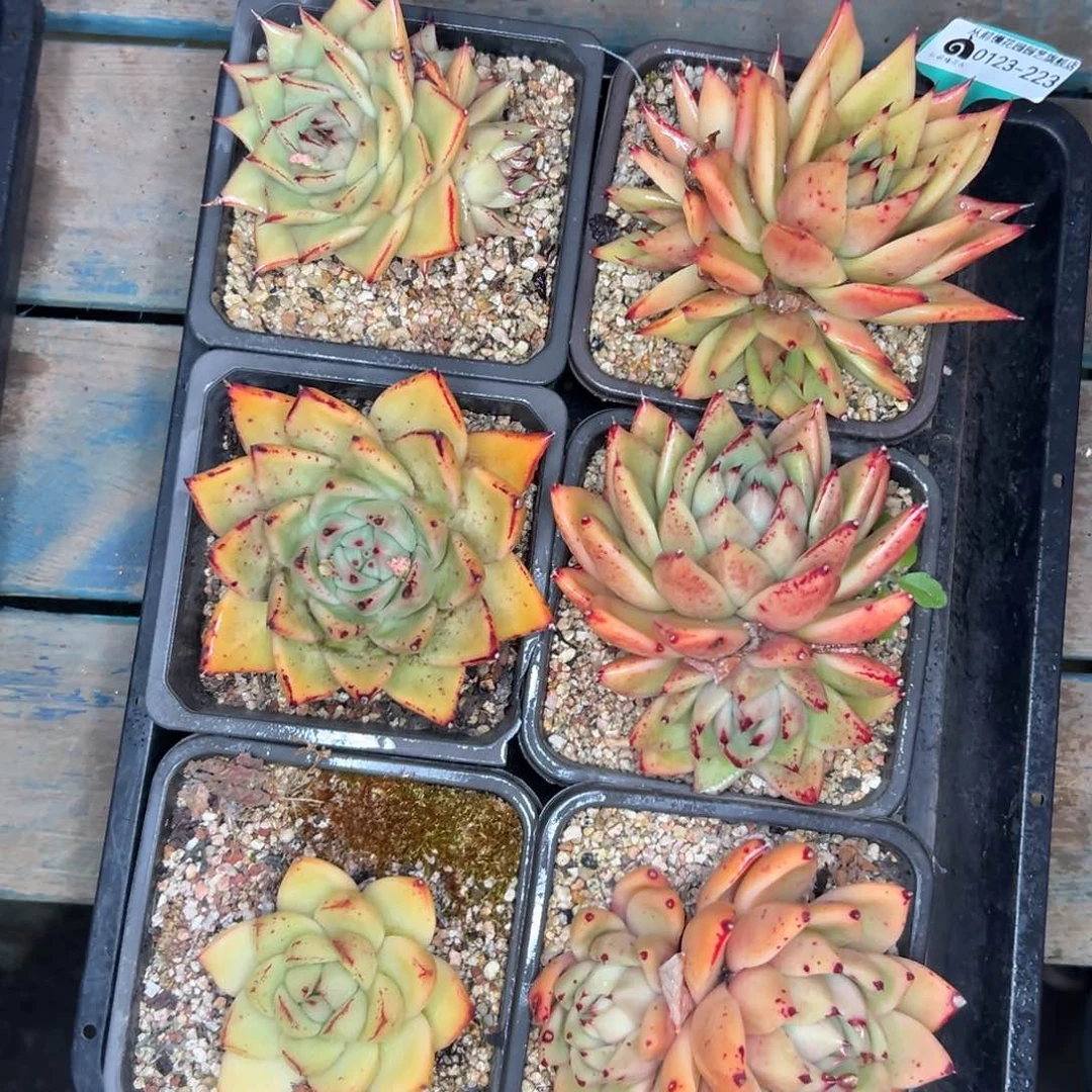 多肉编号0123-223