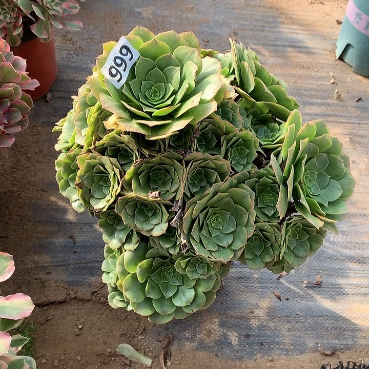 多肉植物金秋999号