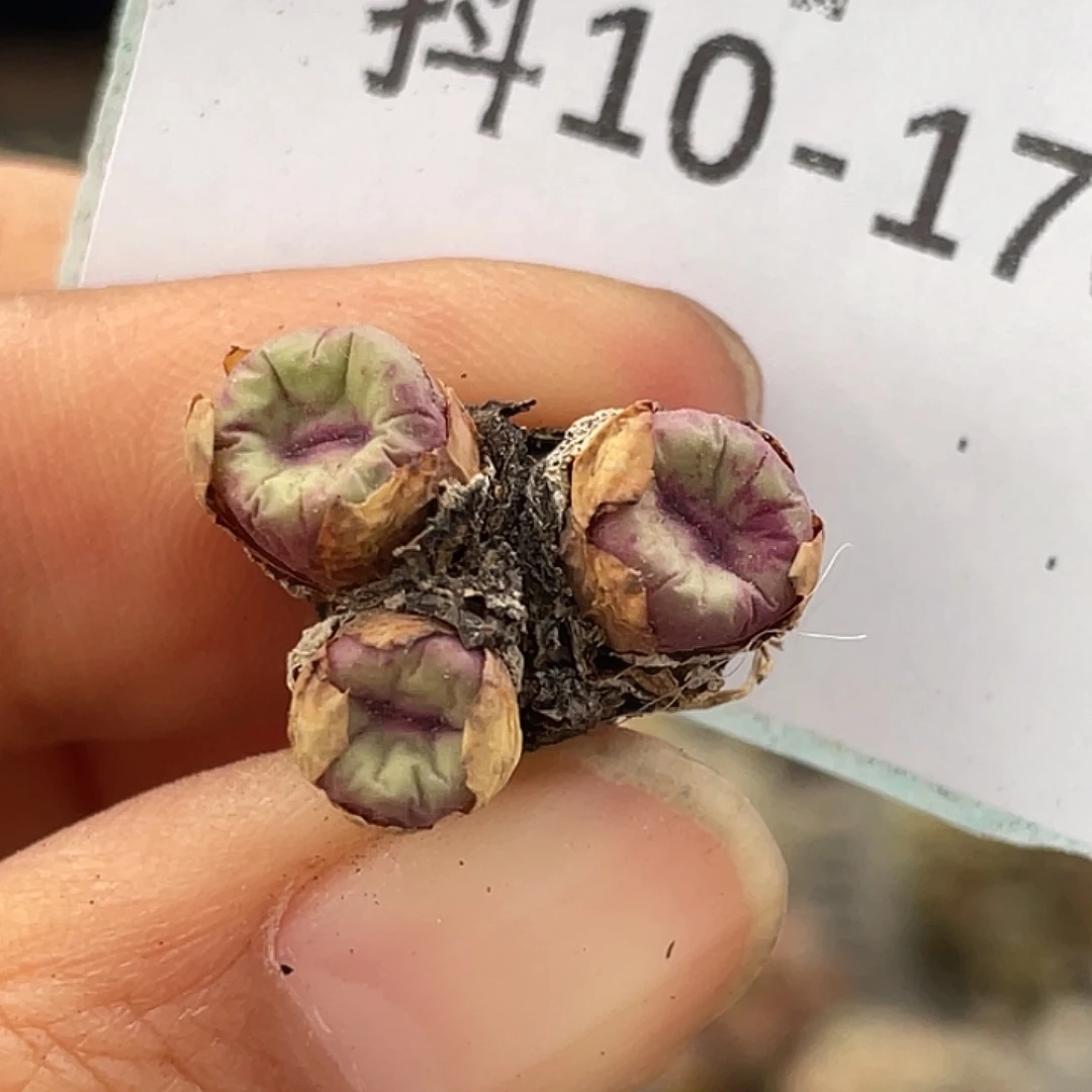 10-170嘴多肉植物肉锥