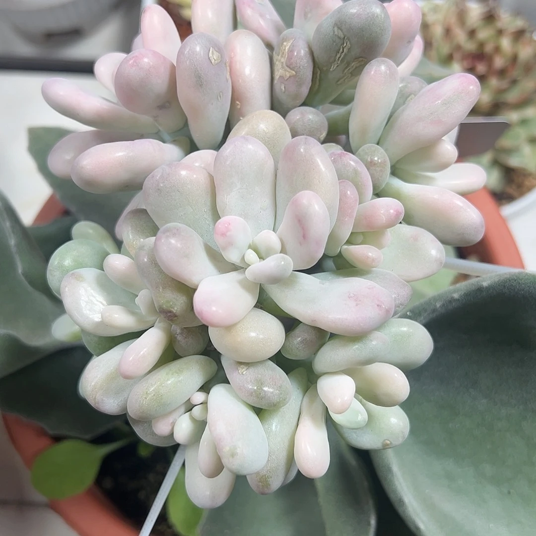 桃蛋锦嫁接多肉植物