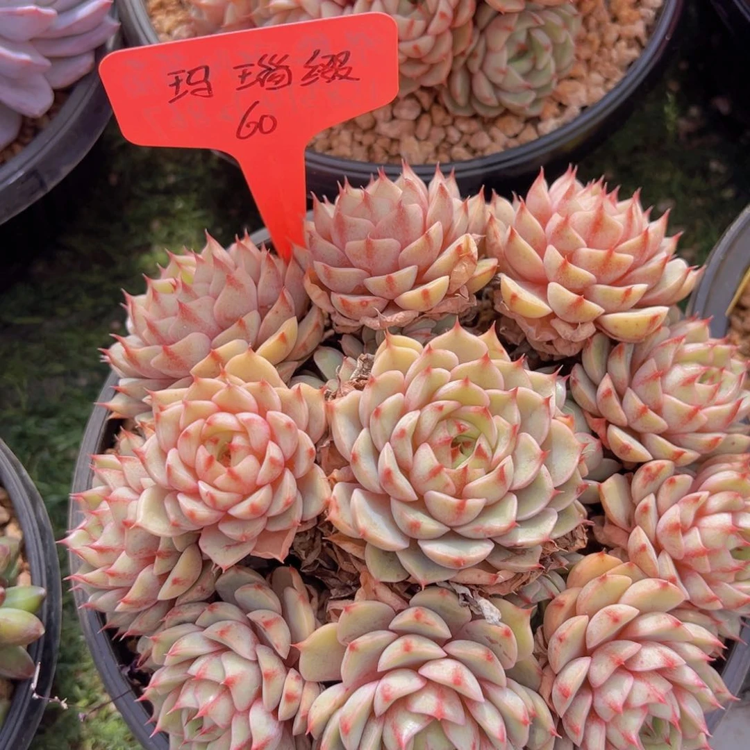 香玉的故事是一个人的故事吗