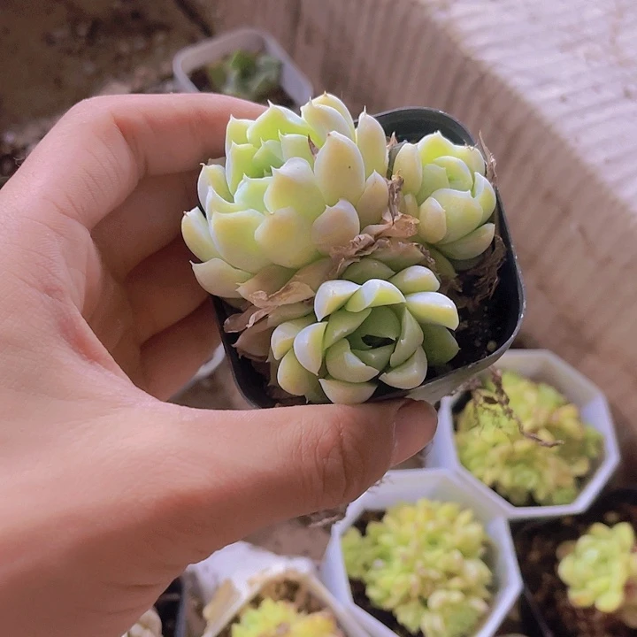 精品白月影群带盆土发