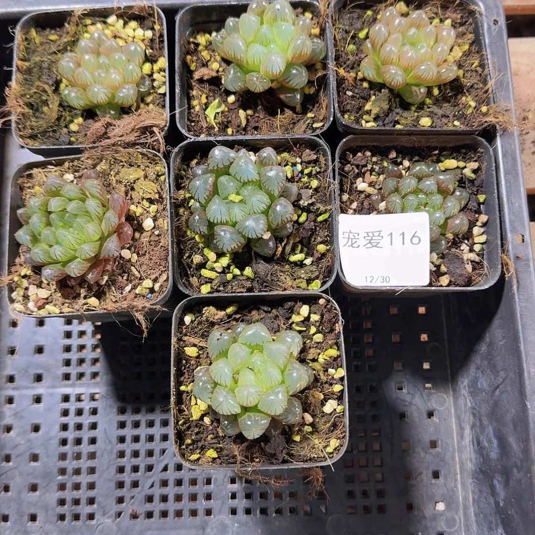 直播福利一物一拍116