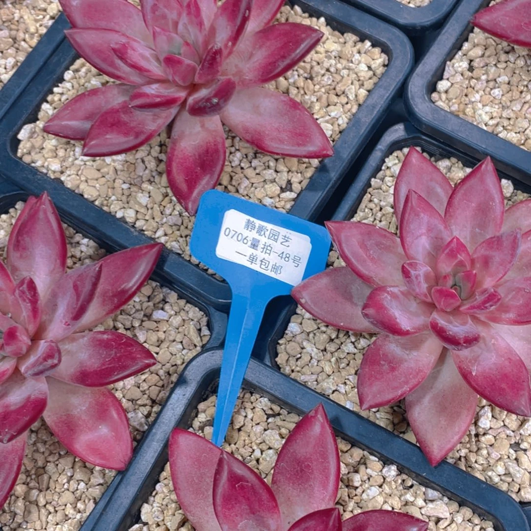 0706-48-大单头知音美人一颗