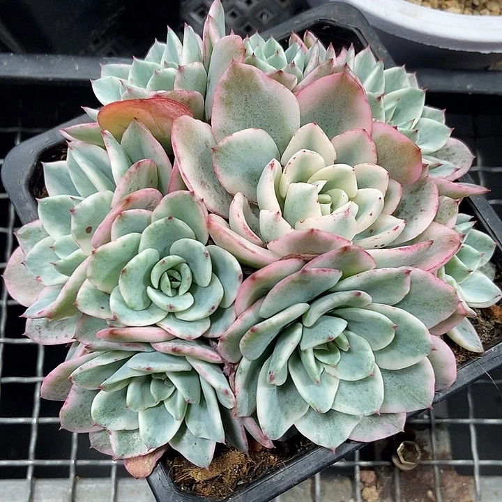 奶油黄桃锦带宽锦头